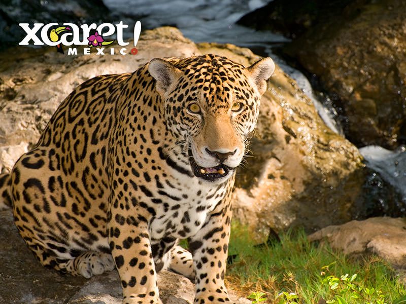 XCARET 3