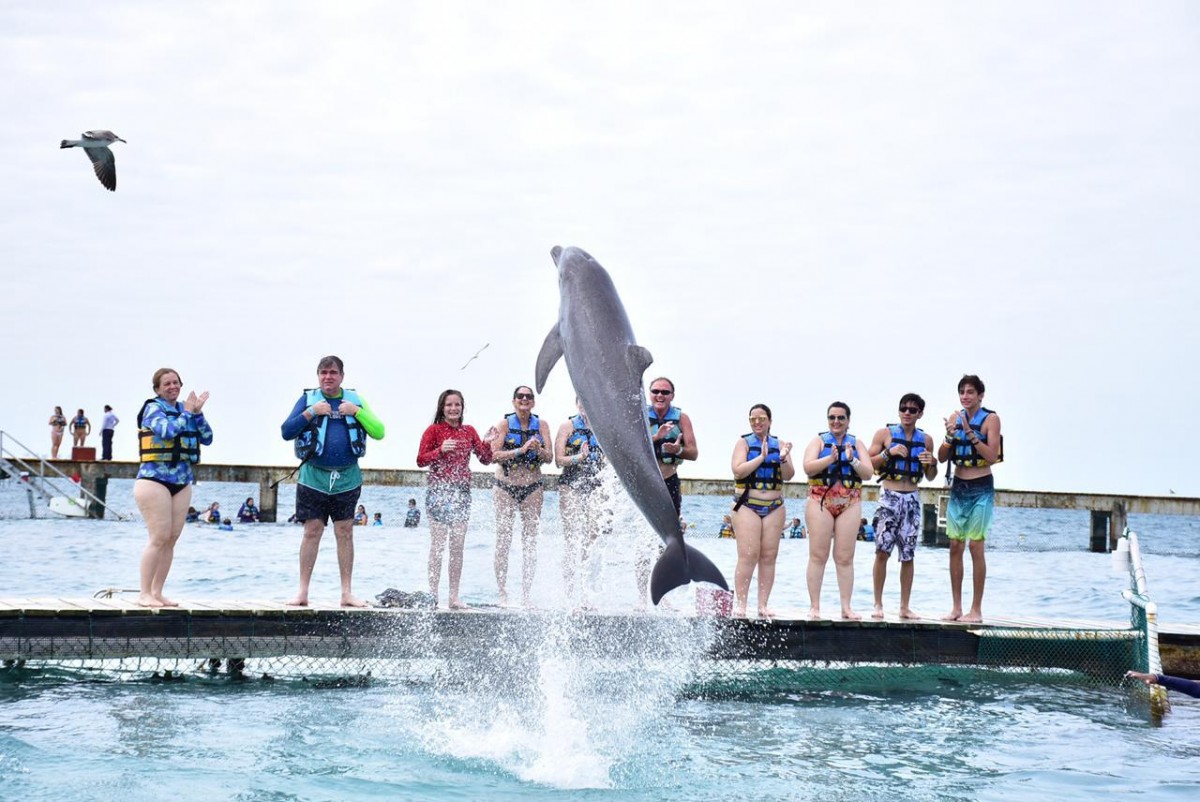 DOLPHIN DISCOVERY