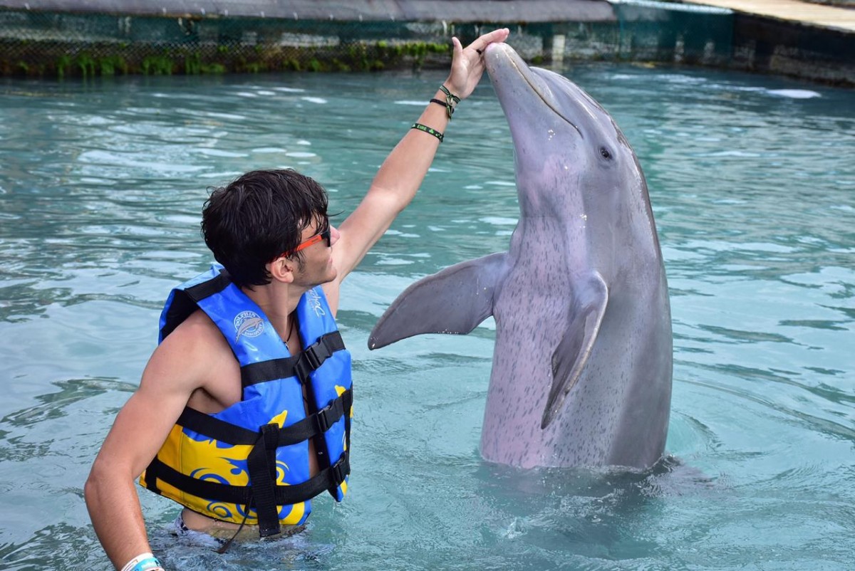 DOLPHIN DISCOVERY