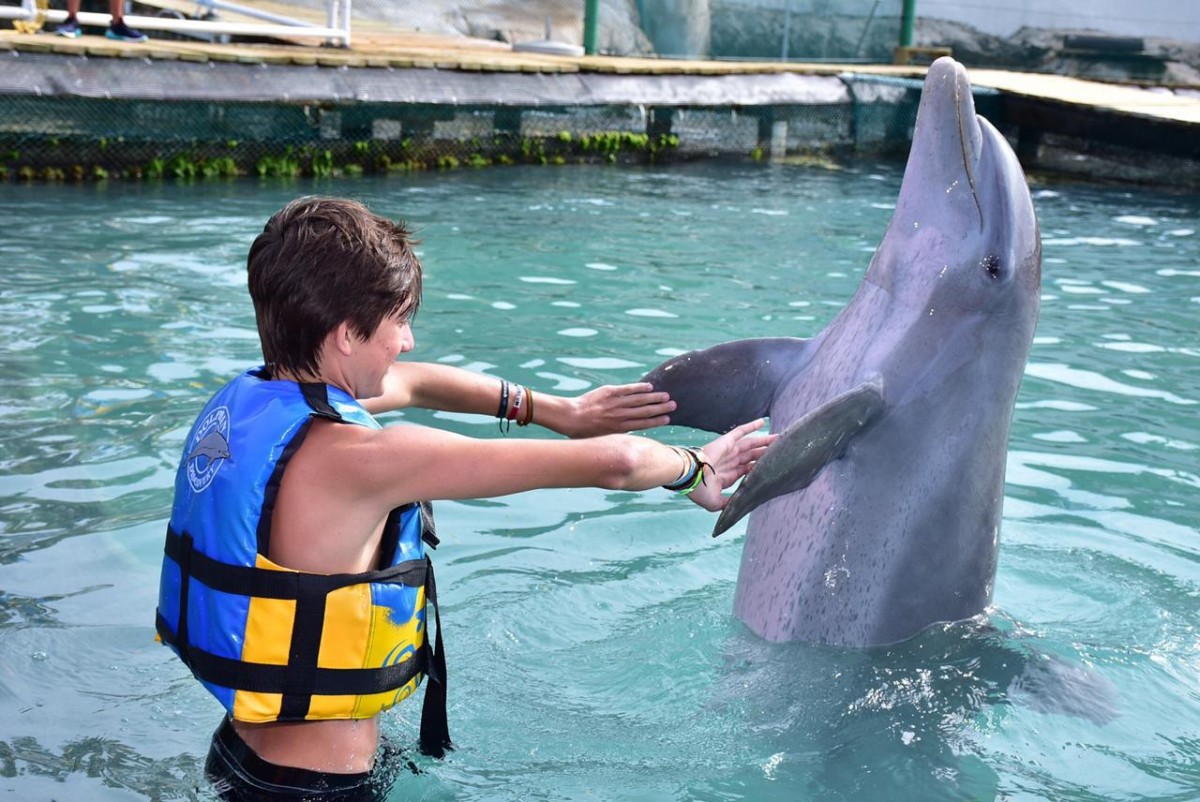DOLPHIN DISCOVERY