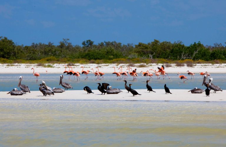 HOLBOX