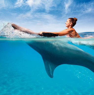 VENTURA PARK - DOLPHINARIS
